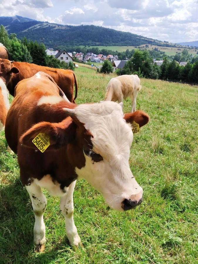 Noclegi Przy Szlaku Agroturystyka Zabnica Dış mekan fotoğraf